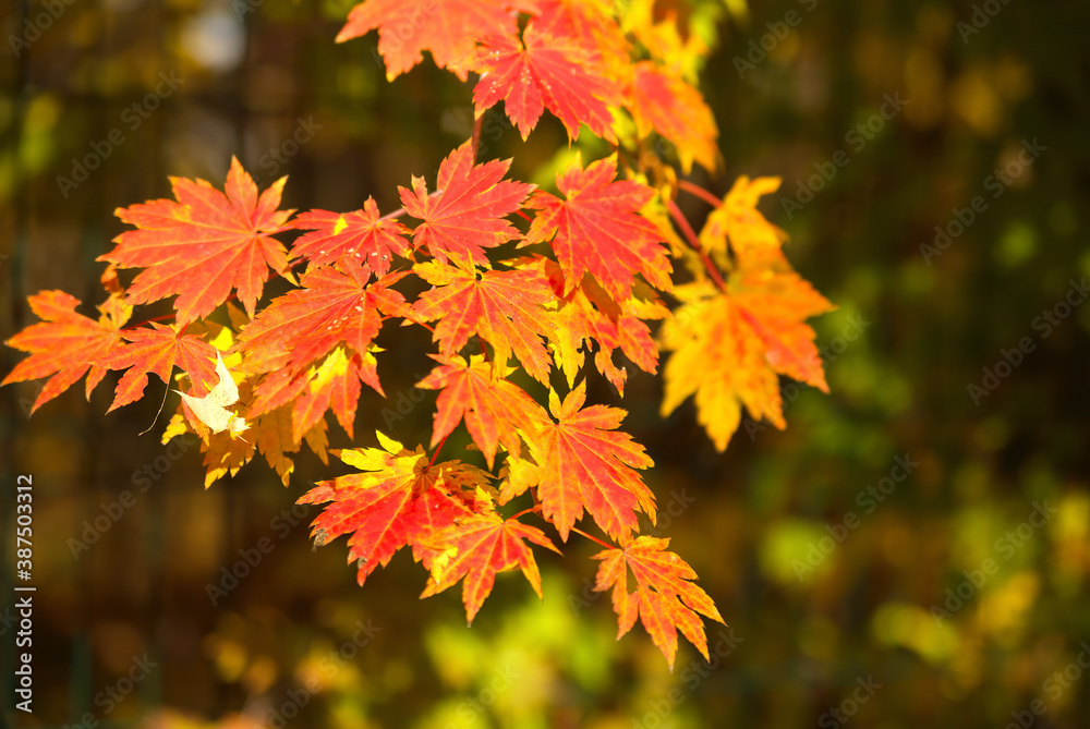 Maple leaves autumn background Maple leaves autumn background