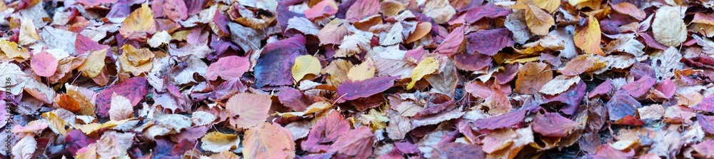 panoramic view of autumn leaves background. .abstract background panoramic view of autumn leaves background. .abstract background