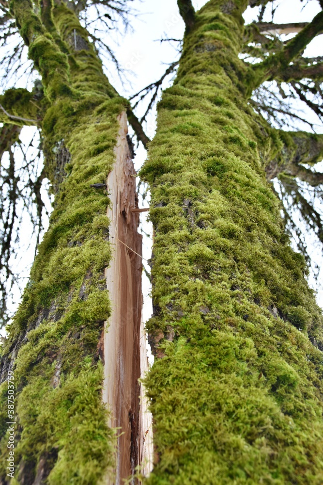 Fototapeta premium Split Pine tree trunk due to severe winter snowstorm at the local Grass Lawn Park in Redmond, WA, USA. Green moss on tree.