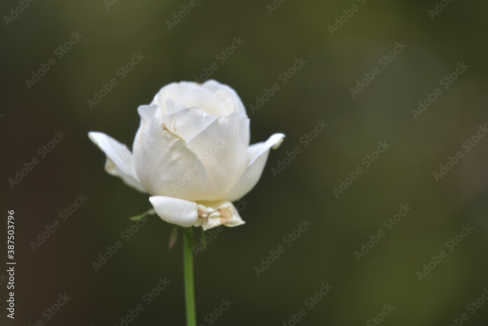 Beautiful white rose flowers in the garden Beautiful white rose flowers in the garden