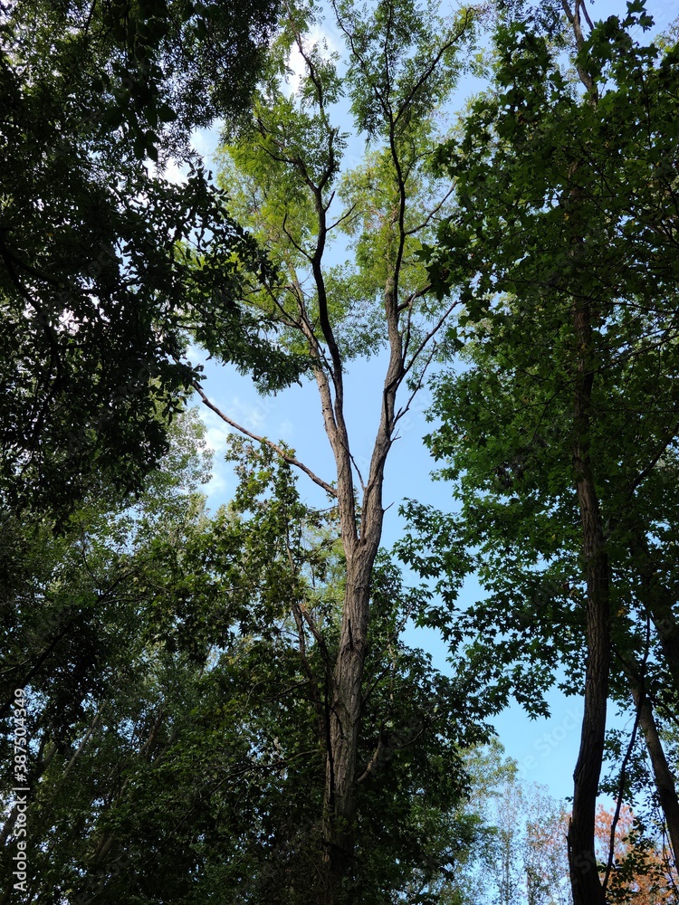 Fototapeta premium trees in the forest