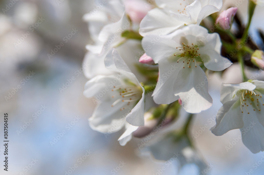 早咲きの桜の花アップ
