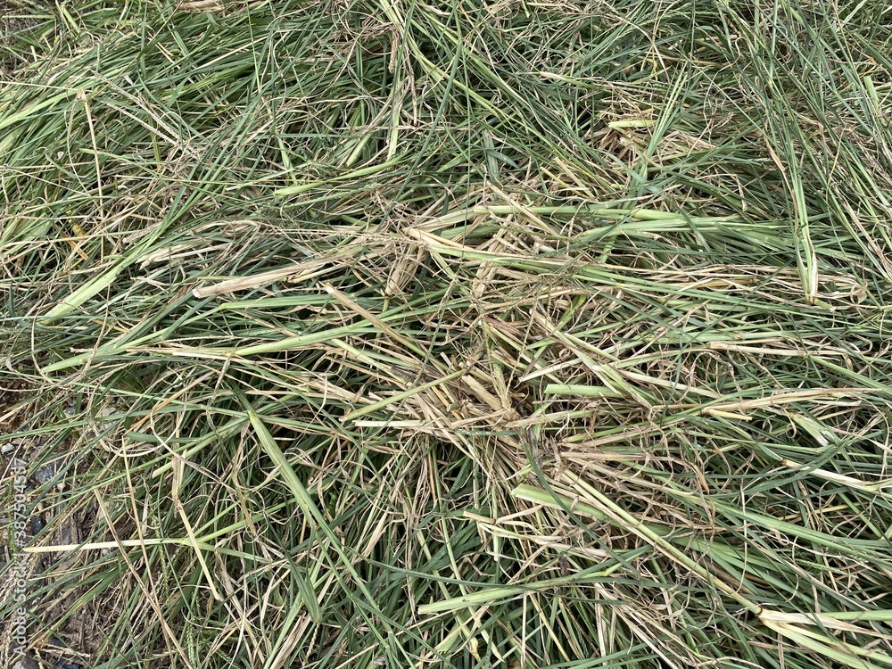 green grass on the ground green grass on the ground