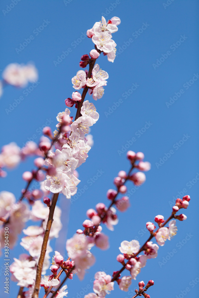 アンズの花 アンズの花