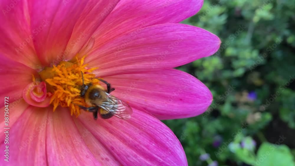 Bubblebee on a pink yellow flower feeding on it's pollen Bubblebee on a pink yellow flower feeding on it's pollen