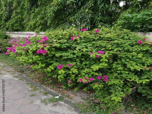 flowers in the garden