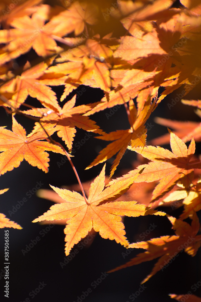 多聞院（埼玉県）の紅葉