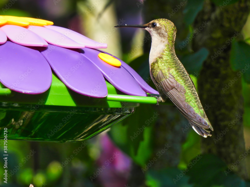 Obraz premium Ruby-Throated Hummingbird Looks Up from Drinking Nectar from a Purple Flower Shaped Bird Feeder With Green Iridescent Feathers Shining from the Sun on a Summer Day