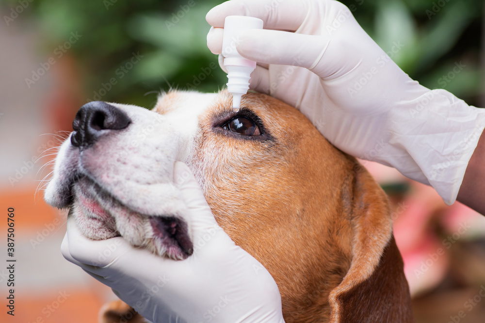 Veterinary drug eye drops beagle dogs prevent infectious diseases