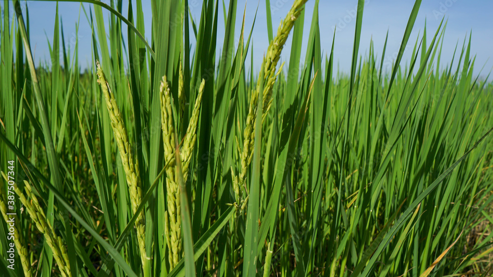 Photograph of rice leaves close-up, used for background. Photograph of rice leaves close-up, used for background.