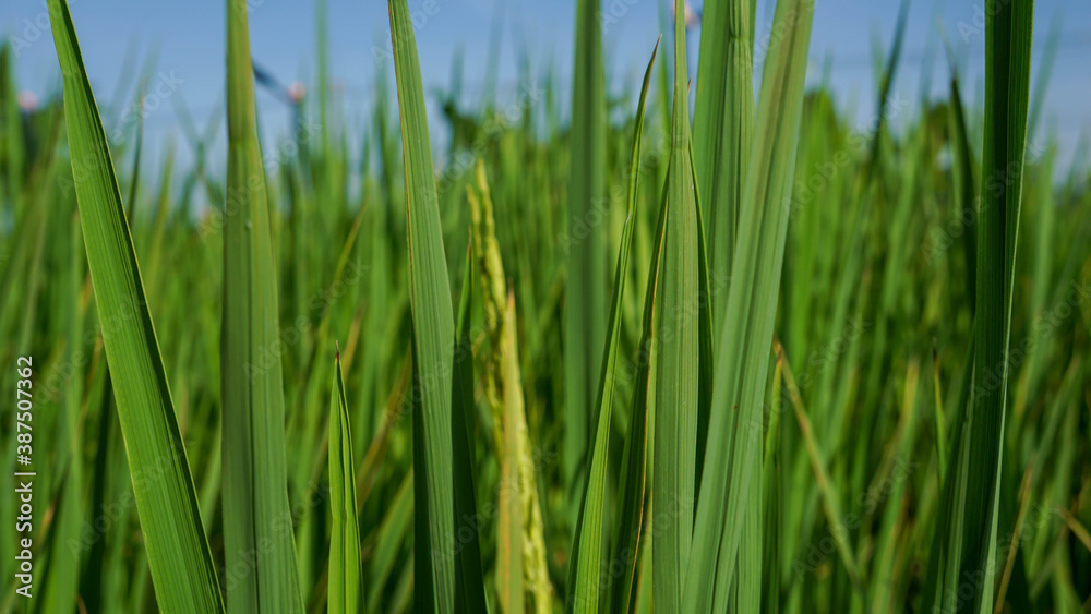 Photograph of rice leaves close-up, used for background. Photograph of rice leaves close-up, used for background.