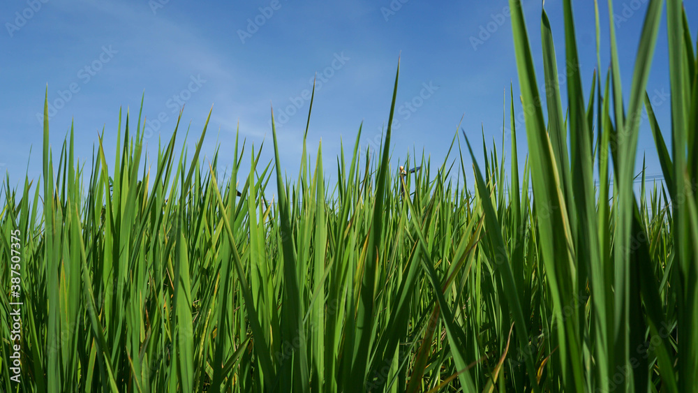 Photograph of rice leaves close-up, used for background. Photograph of rice leaves close-up, used for background.