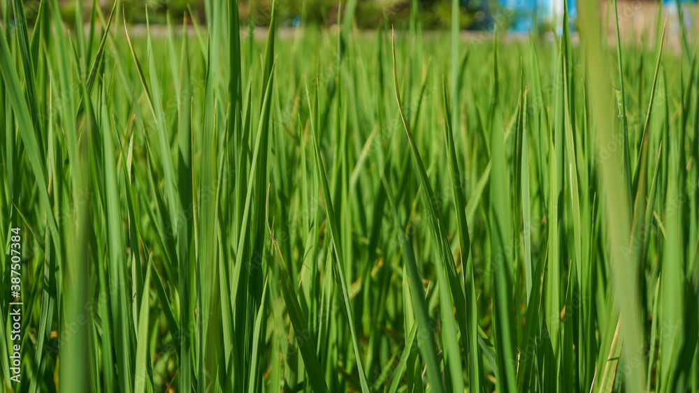 Fototapeta premium Photograph of rice leaves close-up, used for background.