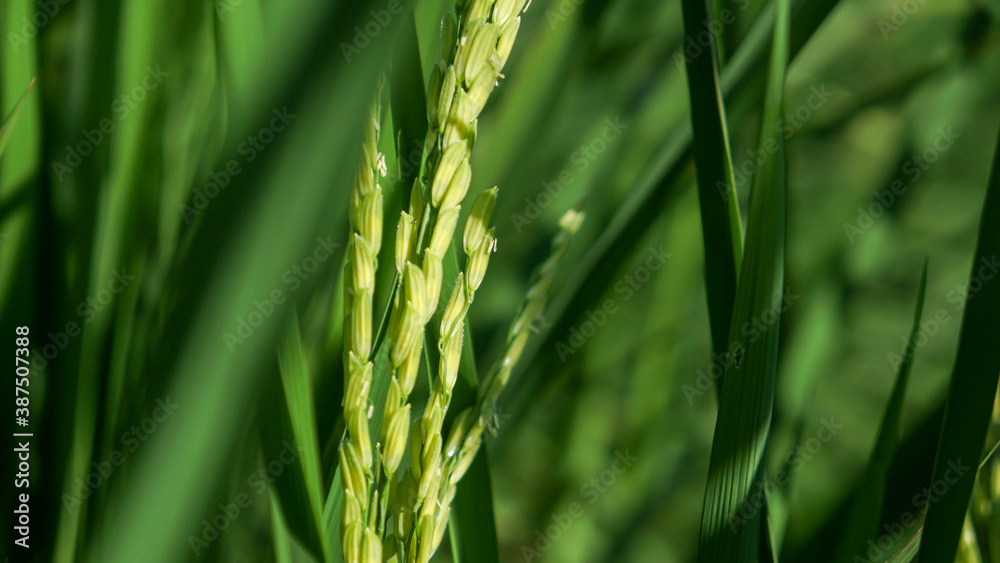 Photograph of rice leaves close-up, used for background.