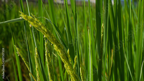 Photograph of rice leaves close-up  used for background.