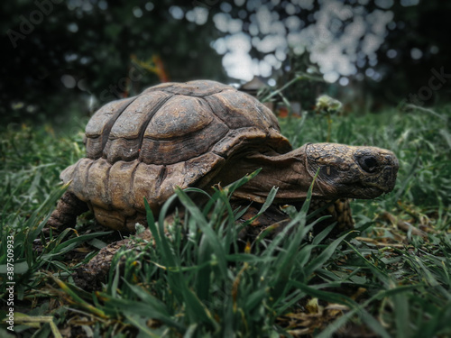 Fotografie Tortuga