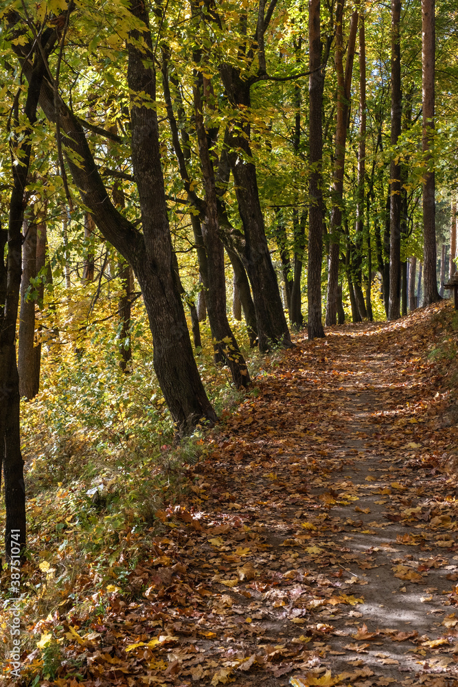An alley with maple trees covered with fallen yellow leaves. An alley with maple trees covered with fallen yellow leaves.