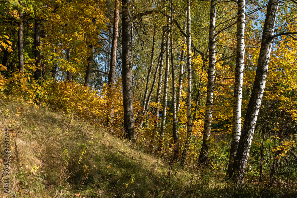 Autumn forest with birch and pine trees in bright yellow leaves. Autumn forest with birch and pine trees in bright yellow leaves.