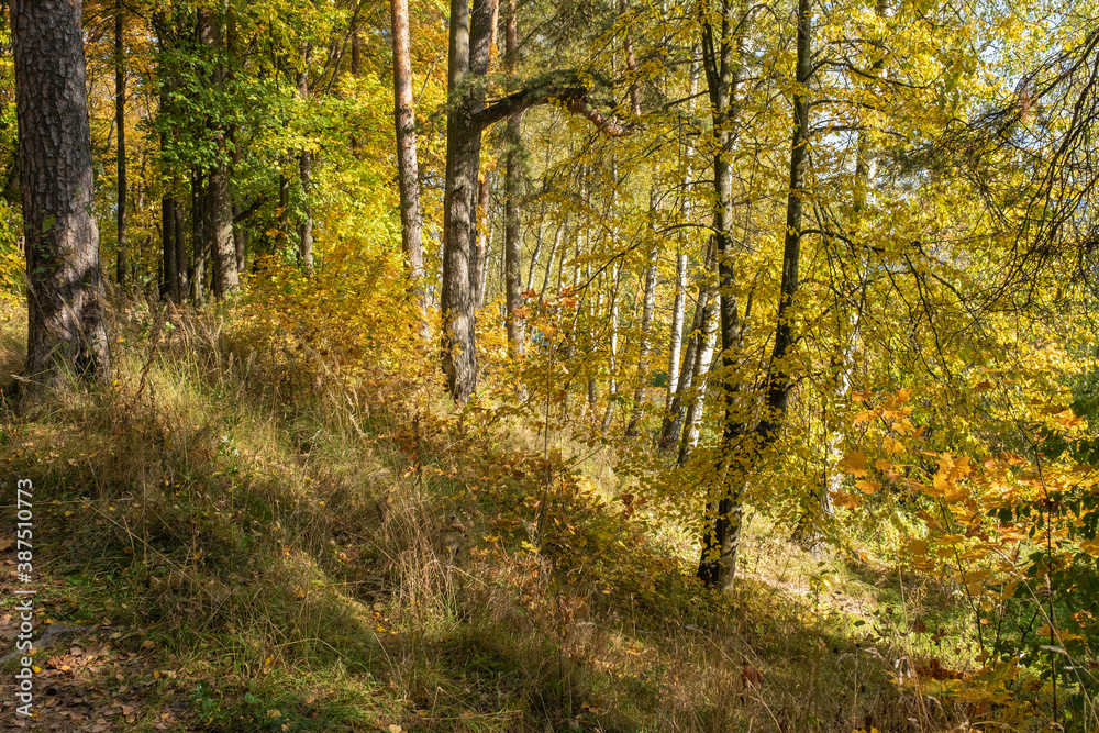 Autumn forest with birch and pine trees in bright yellow leaves.