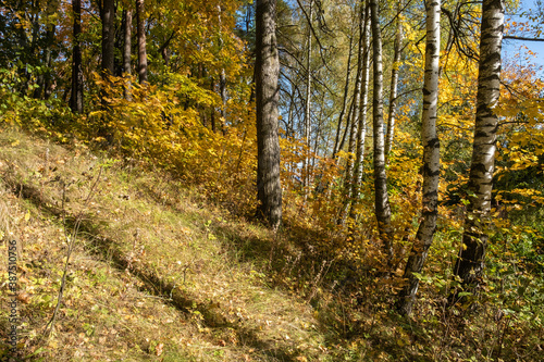 Autumn forest with birch and pine trees in bright yellow leaves.