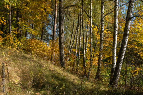 Fototapeta Naklejka Na Ścianę i Meble -  Autumn forest with birch and pine trees in bright yellow leaves.