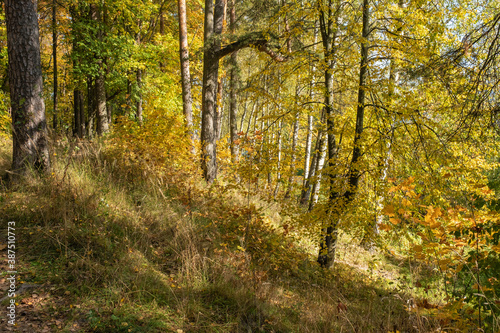 Autumn forest with birch and pine trees in bright yellow leaves. © Valery Smirnov