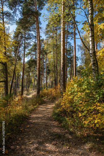 A winding path in an autumn pine forest with yellow birch leaves.