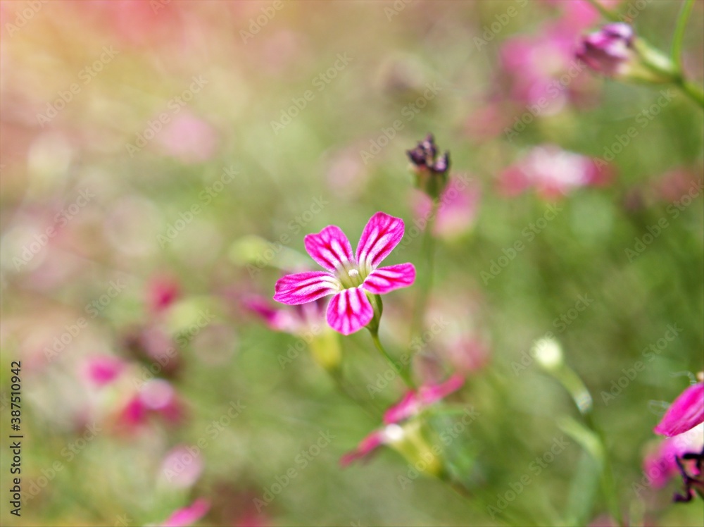 Closeup pink flower Baby's -breath ,petals of red Gypsophila flower plants in garden with sunshine and blurred background ,macro image ,sweet color for card design ,pink flowers in the field Closeup pink flower Baby's -breath ,petals of red Gypsophila flower plants in garden with sunshine and blurred background ,macro image ,sweet color for card design ,pink flowers in the field
