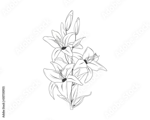 flowers drawing with line-art on white backgrounds