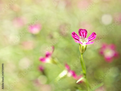 Closeup pink Baby's -breath ,petals of red Gypsophila flower plants in garden with sunshine and blurred background ,macro image ,sweet color for card design © Suganya