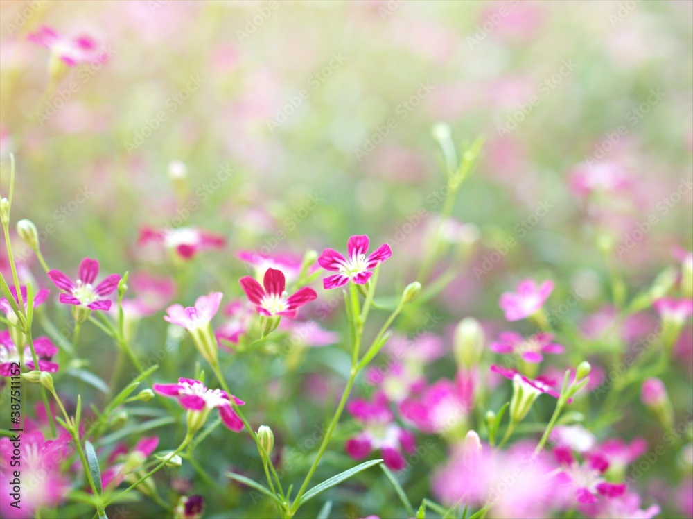 Closeup pink Baby's -breath ,petals of red Gypsophila flower plants in garden with sunshine and blurred background ,macro image ,sweet color for card design Closeup pink Baby's -breath ,petals of red Gypsophila flower plants in garden with sunshine and blurred background ,macro image ,sweet color for card design