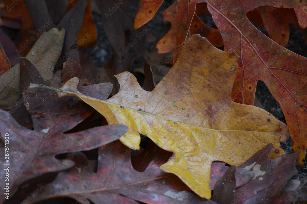 fall leaves