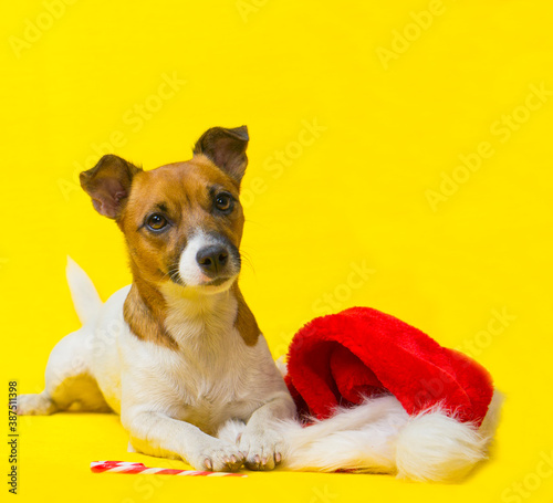 Portrait of dog Jack Russell Terrier on a yellow background, next to a Santa hat and a New Year's cane. The happy dog is ready for the holiday. © Сергей Дудиков