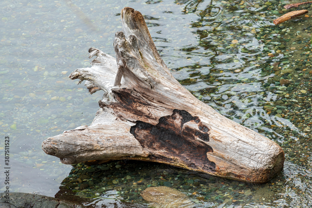 Burnt piece of driftwood on the shore of the Shark Reef Sanctuary, Lopez Island, Washington, USA Burnt piece of driftwood on the shore of the Shark Reef Sanctuary, Lopez Island, Washington, USA