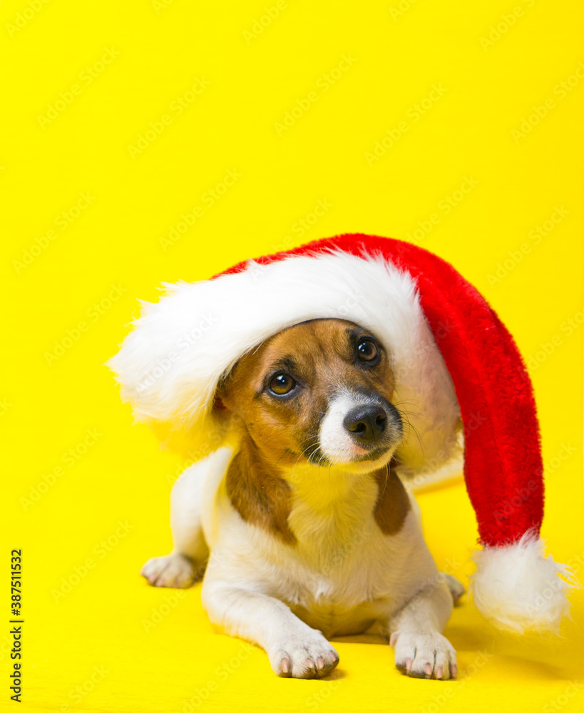 Jack russell terrier dog in santa hat lies on a yellow background. Santa dog. The happy dog is ready for the holiday.