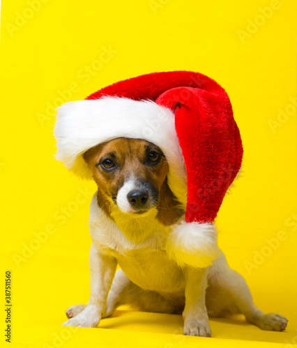 Jack Russell Terrier dog in a santa hat is sitting on a yellow background. Santa dog. Happy dog is ready for the holiday. © Сергей Дудиков