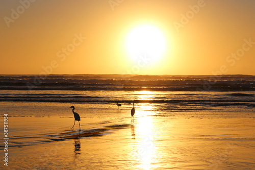Seagulls on the beach © Tavo
