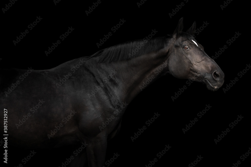Obraz premium Horse