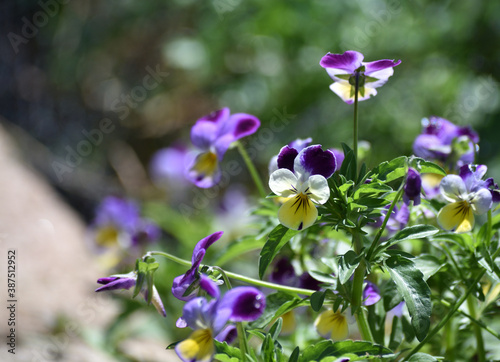 pansy flowers in garden on sunny day