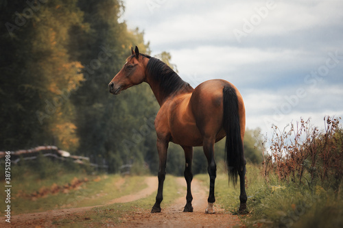 Horse © Дарья Ералева