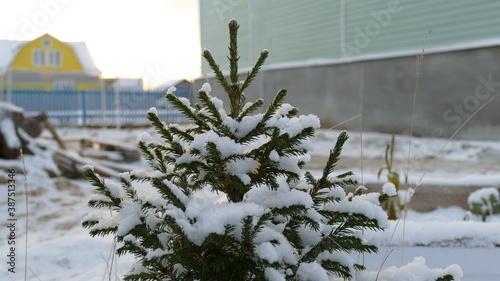 small spruce tree in winter on the street © Владислав Вольхин