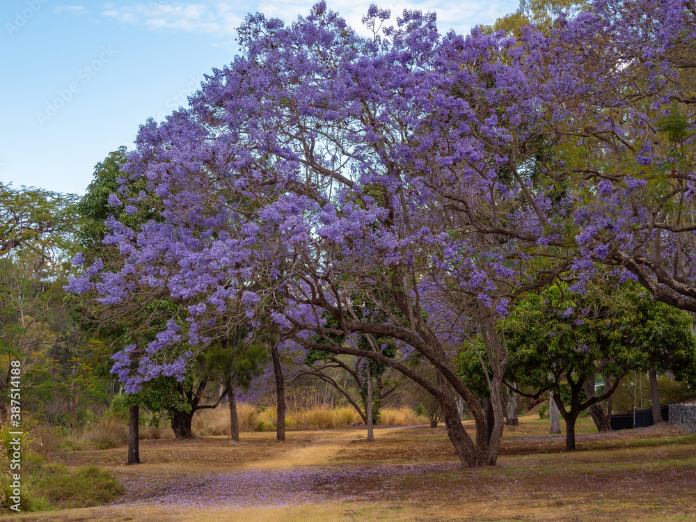 Fototapeta premium Jacarandas Blooming in Parkland