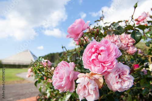 バラ園に咲くピンクのバラ photo