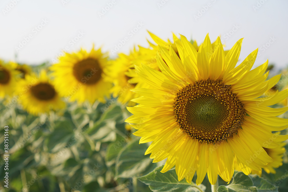 Sunflower blooming Sunflower blooming