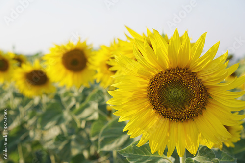 Sunflower blooming