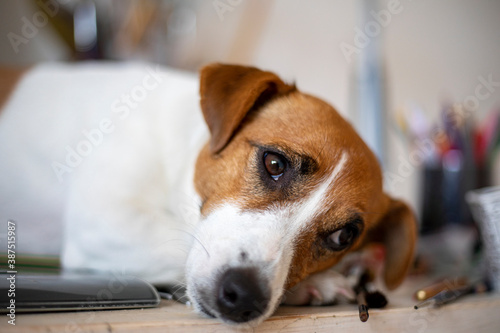 cute jack russell terrier lying on the table, scandinavian design