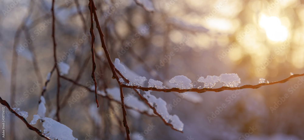 Thin bare twig covered with ice in the soft light of evening sun, blurred background. Winter theme.