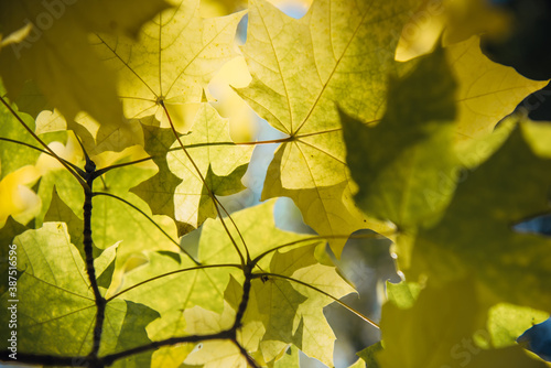 Autumn yellow maple tree foliage in sunlight close up. Soft focus, blurred background, copy space.