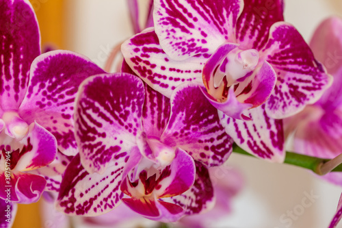Fototapeta Naklejka Na Ścianę i Meble -  Macro indoor view of beautiful purple and white flower blossoms on a moth orchid (phalaenopsis) plant with a white background