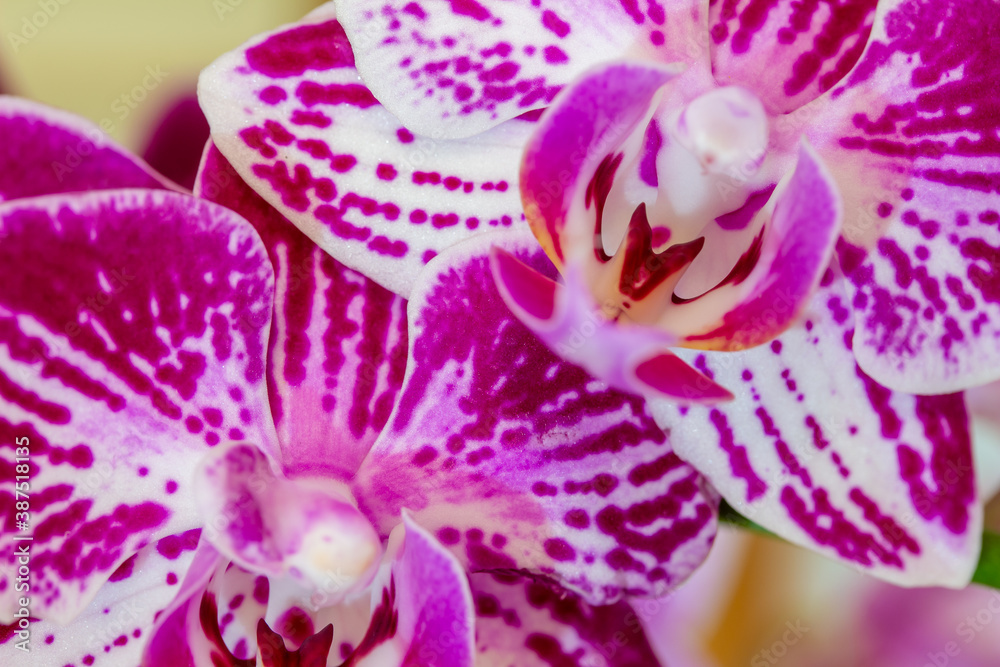 Macro indoor view of beautiful purple and white flower blossoms on a moth orchid (phalaenopsis) plant with a white background Macro indoor view of beautiful purple and white flower blossoms on a moth orchid (phalaenopsis) plant with a white background